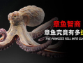 章鱼视频,探索海洋奥秘的视觉盛宴